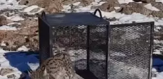 KÜMESE GİREN VAŞAK, YAKALANIP DOĞAYA BIRAKILDI