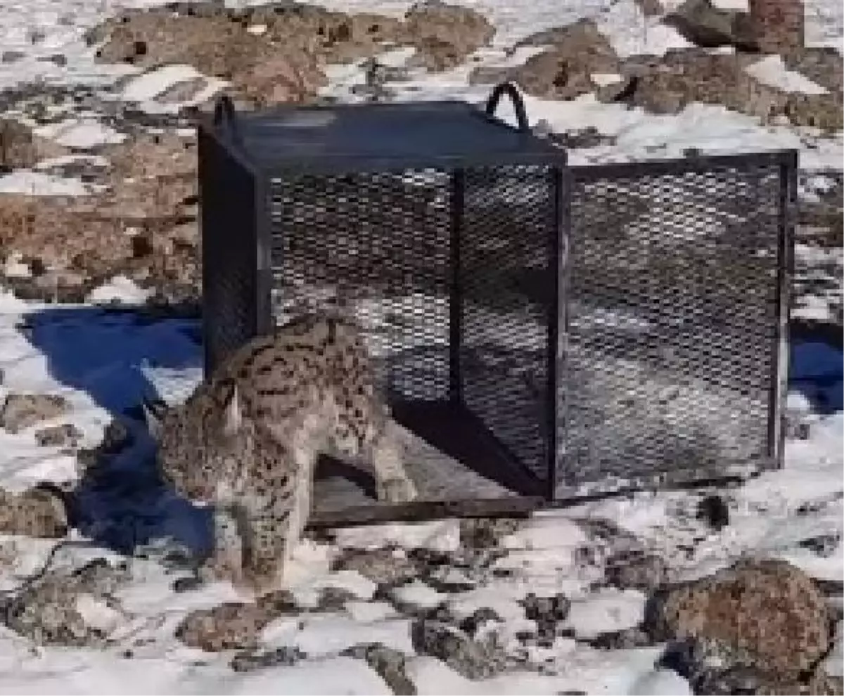 KÜMESE GİREN VAŞAK, YAKALANIP DOĞAYA BIRAKILDI