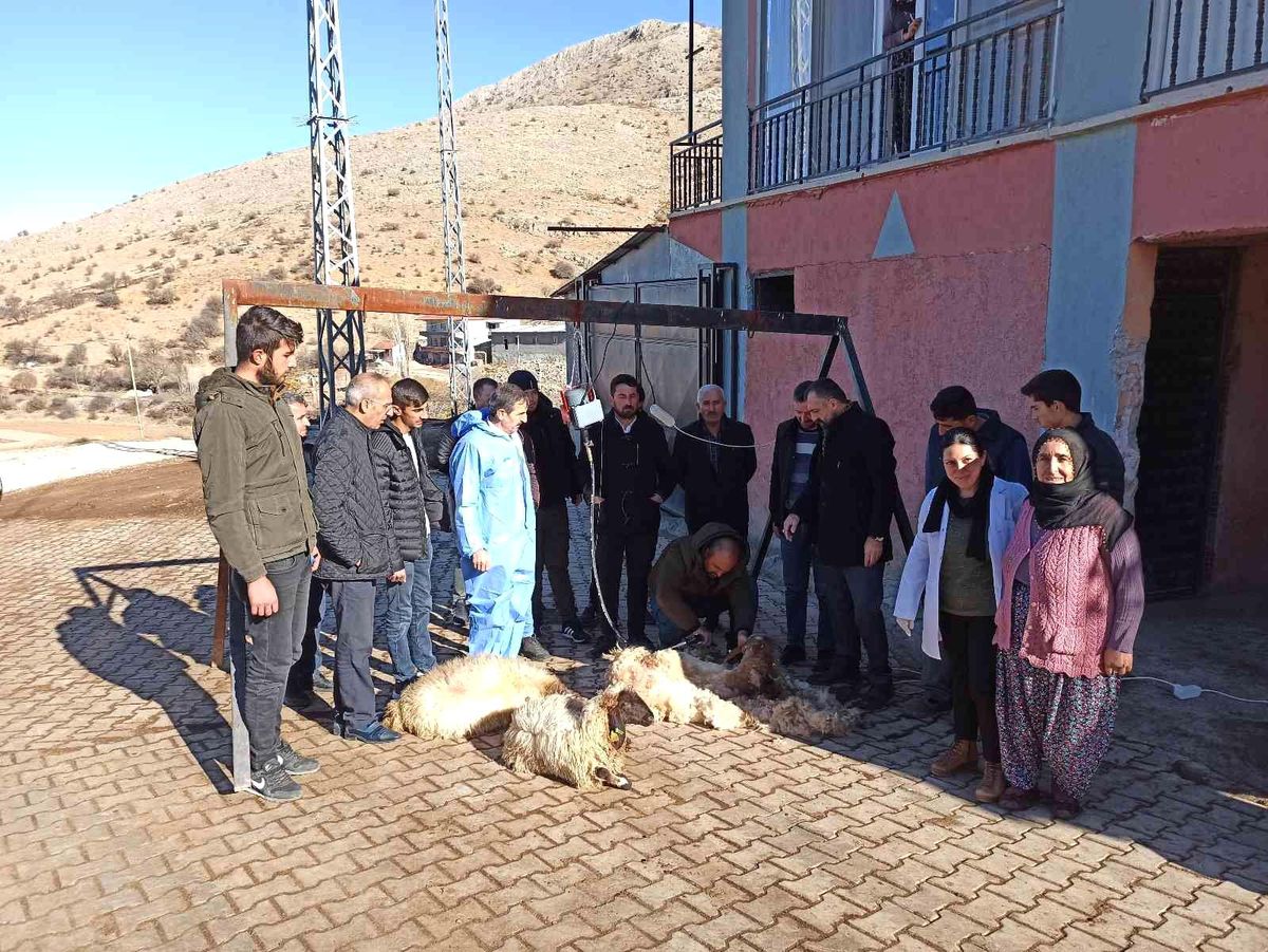 Malatya'da koyun kırkma eğitimi