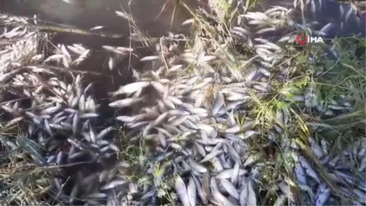 Menderes\'te balıklar ölmeye başladı