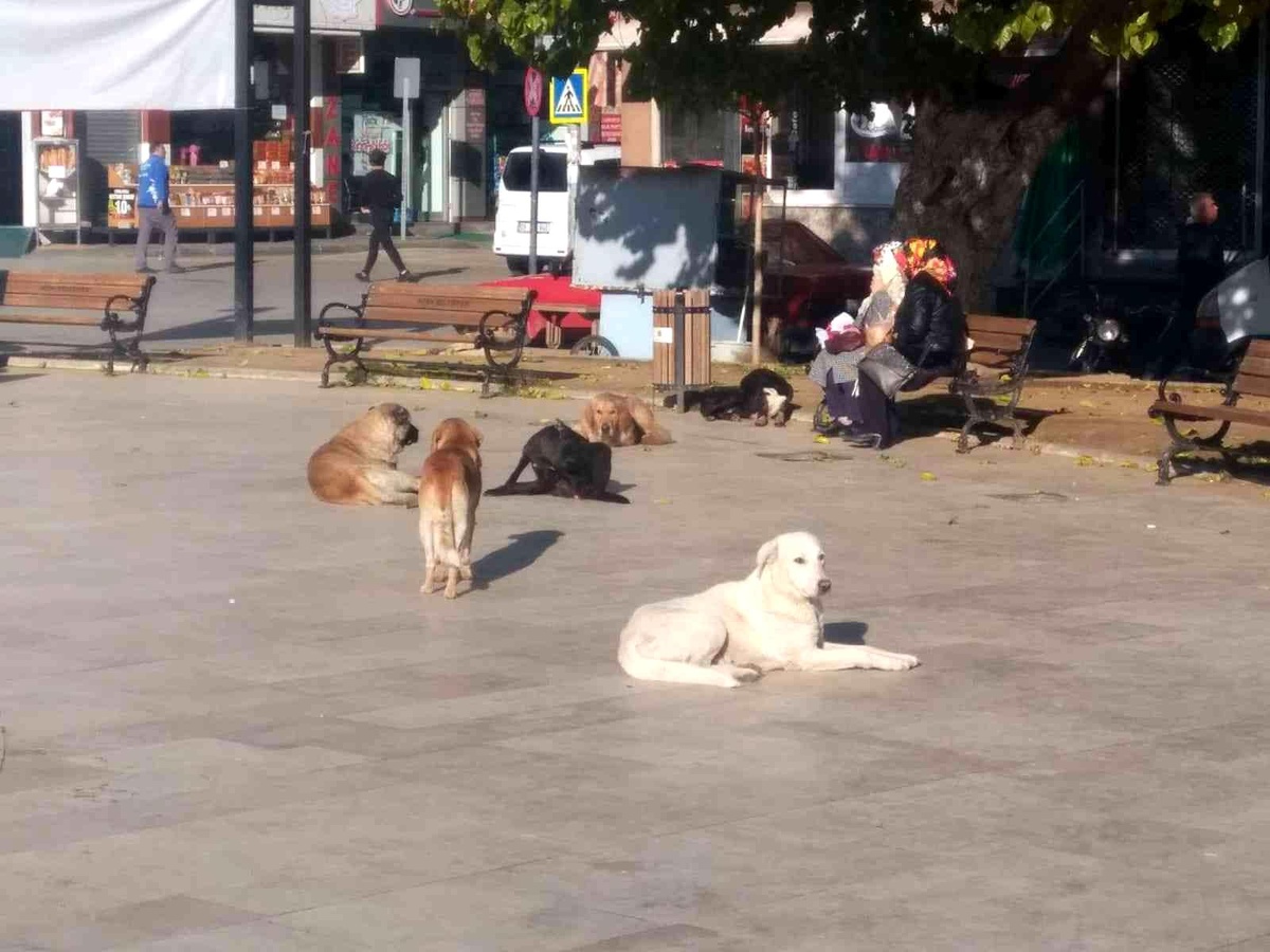 Sokak köpeklerinin saldırdığı çocuk yaralandı