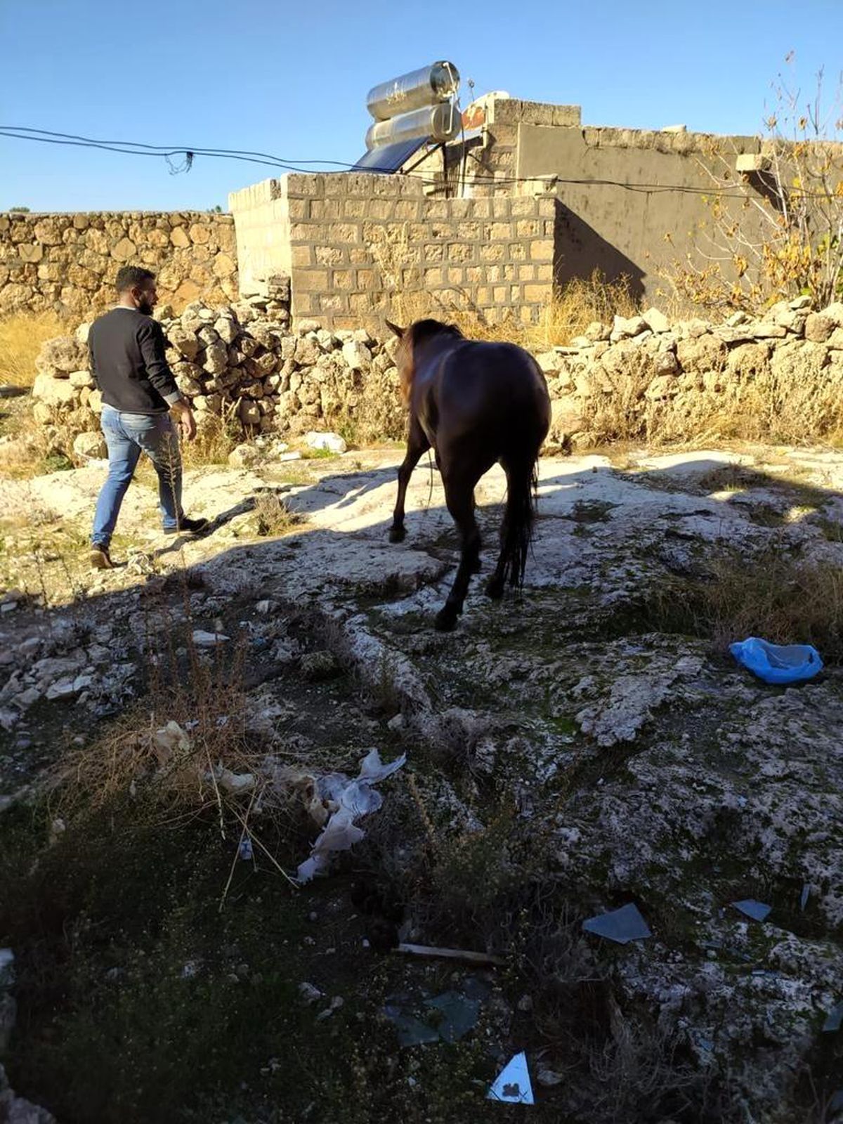 Su ile dolu kuyuya düşen at kurtarıldı
