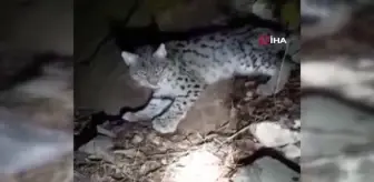 Aç kalıp bitkin düşen vaşak köye indi