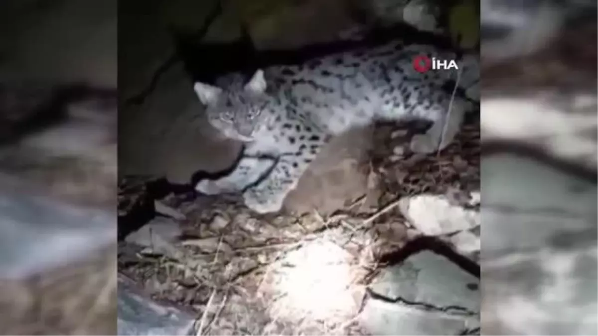 Aç kalıp bitkin düşen vaşak köye indi