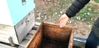 Arıcıların başı hırsızlarla dertte