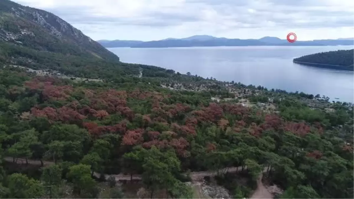 Dünyaca ünlü körfezi kuraklık vurdu, çam ağaçları kurudu