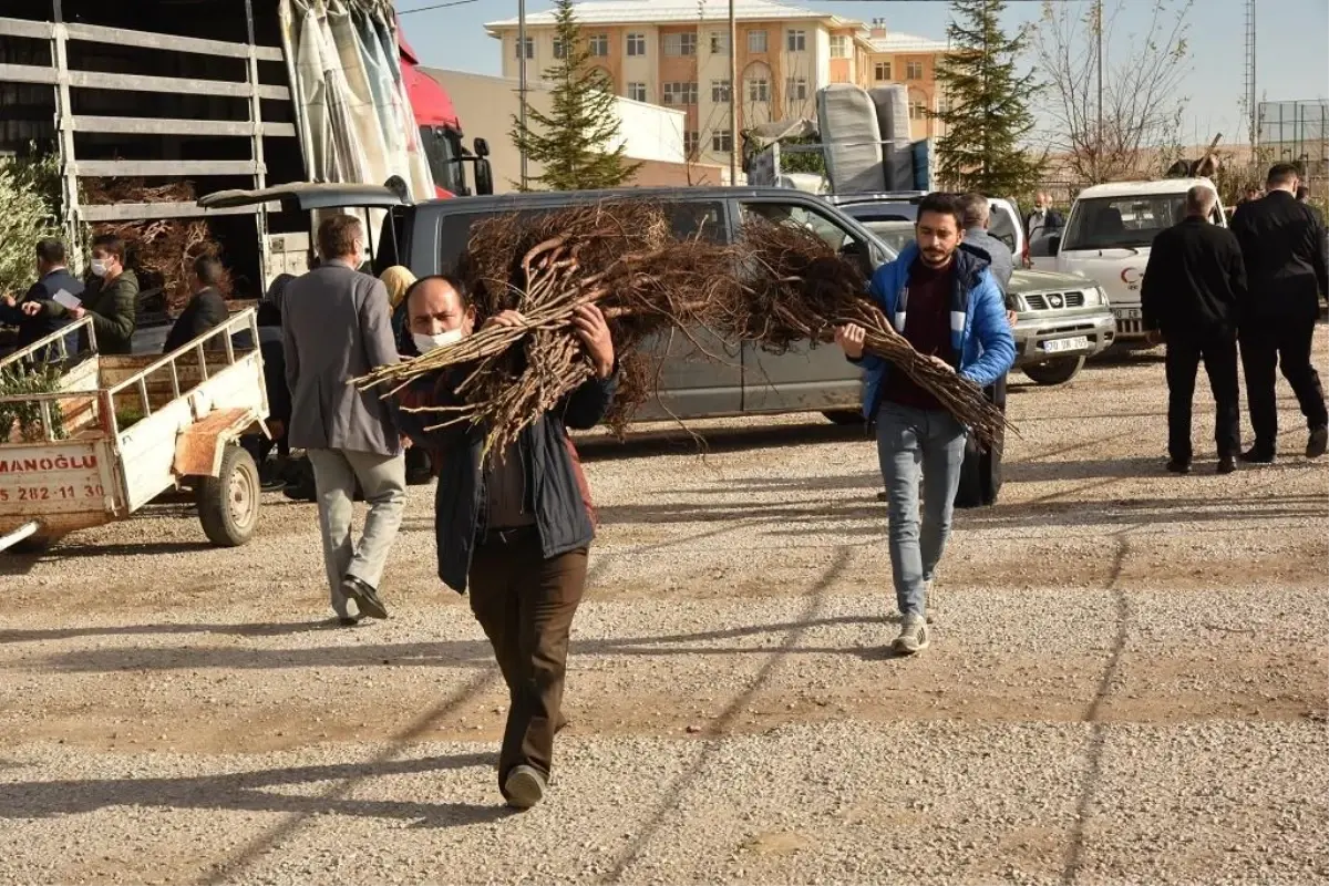 Karaman\'da çiftçilere ceviz, zeytin ve badem fidanı dağıtıldı