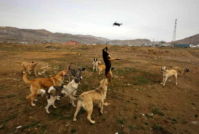 Son dakika! Köpeklerin drone ile imtihanı kamerada