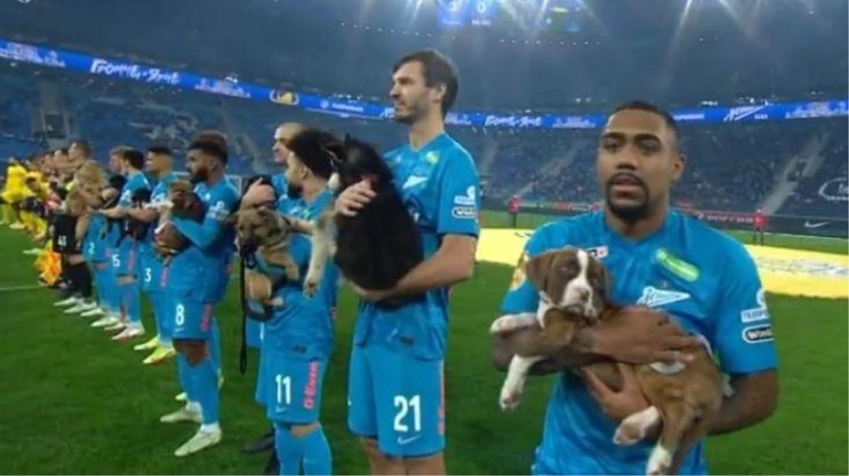 Rus futbol takımı Zenit, sahaya barınaktaki köpeklerle çıktı! İşte o anlar!