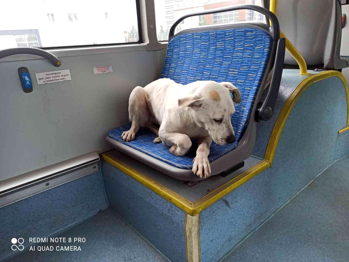 Ankara\'nın "Gezgin köpeği" Barış, EGO gtobüsleri ile seyahat ediyor