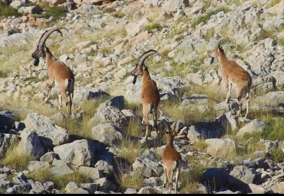 Mersin'de yaban keçisini kaçak avlayan 2 kişiye 64 bin 746 lira ceza kesildi