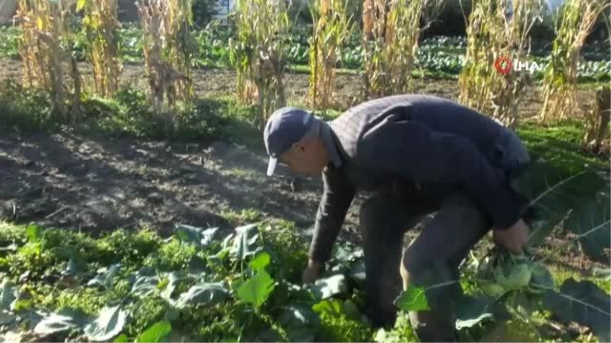 Balıkesir\'de emekli eğitimci hobi bahçesinde "alabaş" turbu yetiştirdi