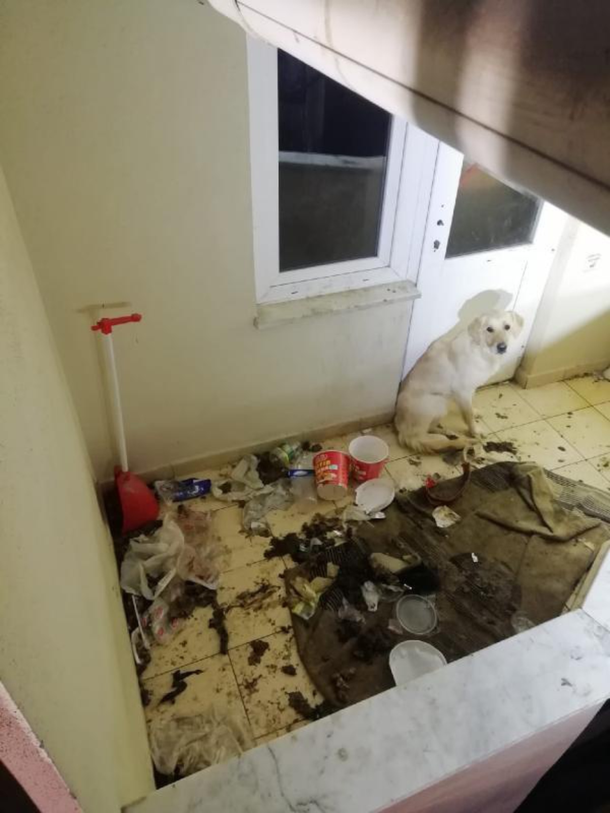 Son dakika... Balkonda bırakılınca aç ve susuz kalan köpeği itfaiyeciler kurtardı