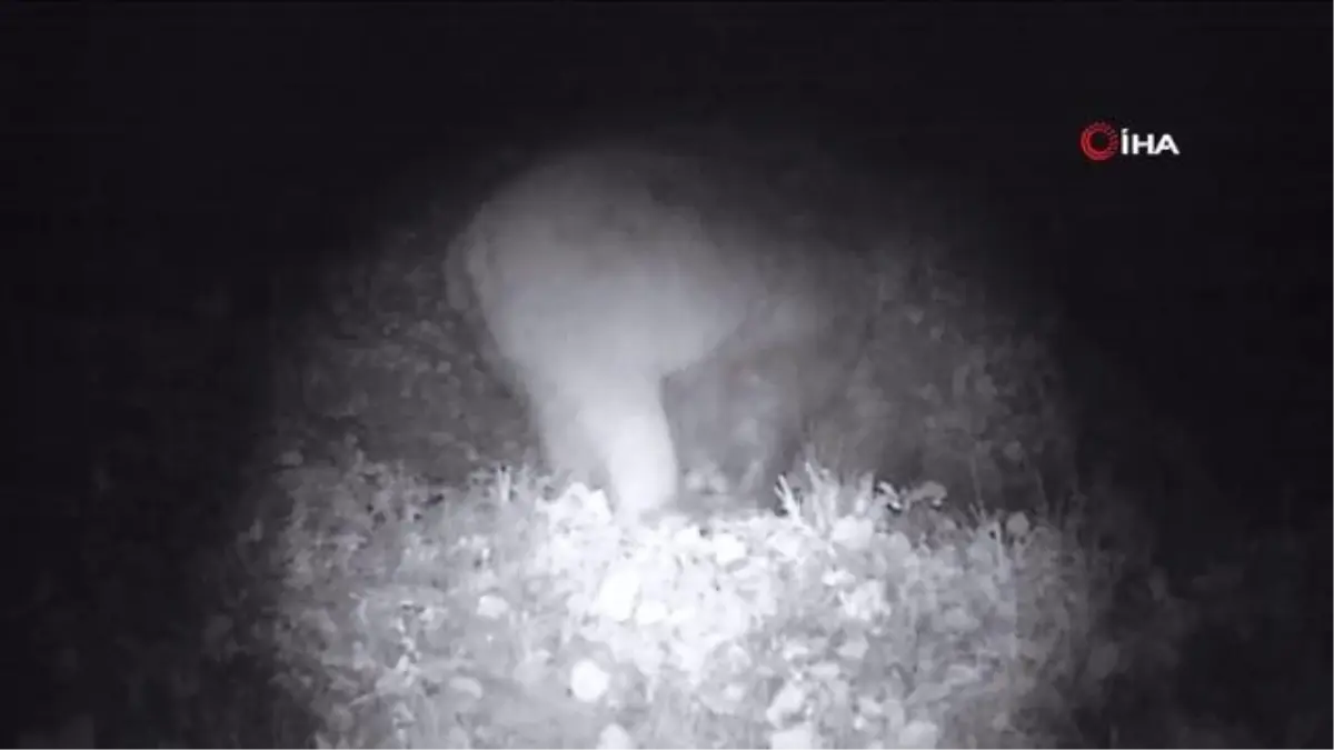 Doğada dolaşan ayı fotokapana yakalandı