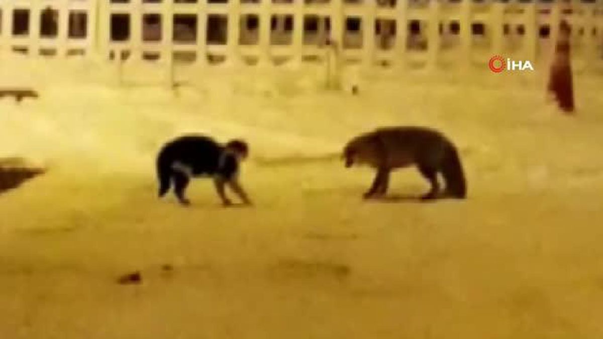 Kedi ile tilkinin kavgası kamerada