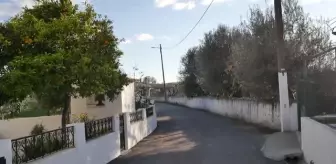 Portekiz'de 3350 yaşındaki zeytin ağacı