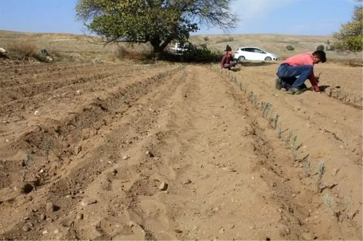 Yozgat\'ta Lavanta dikimi yapıldı