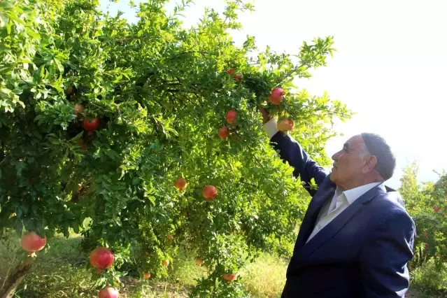 8 ay tazeliğini koruyan Zivzik narından ülke ekonomisine 40 milyon lira gelir bekleniyor