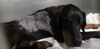 Son dakika haberleri! Avcıların silahından çıkan kurşun av köpeğine isabet etti