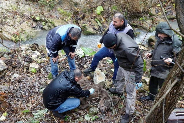Son dakika haberleri | Bursa'da ayı kurtarma operasyonu