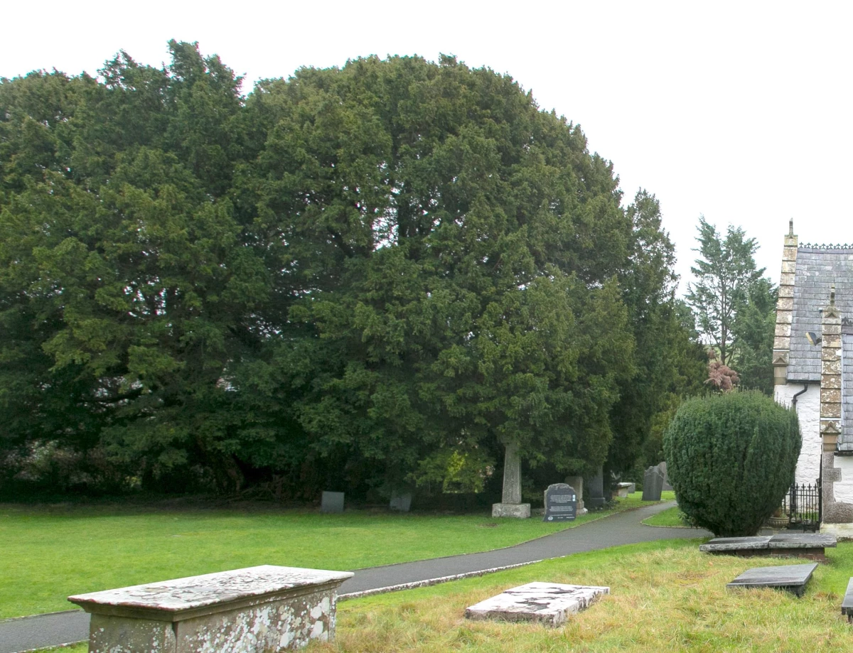 Galler\'in 50 asırlık porsuk ağacı Birleşik Krallık\'taki en yaşlı ağaç olarak biliniyor