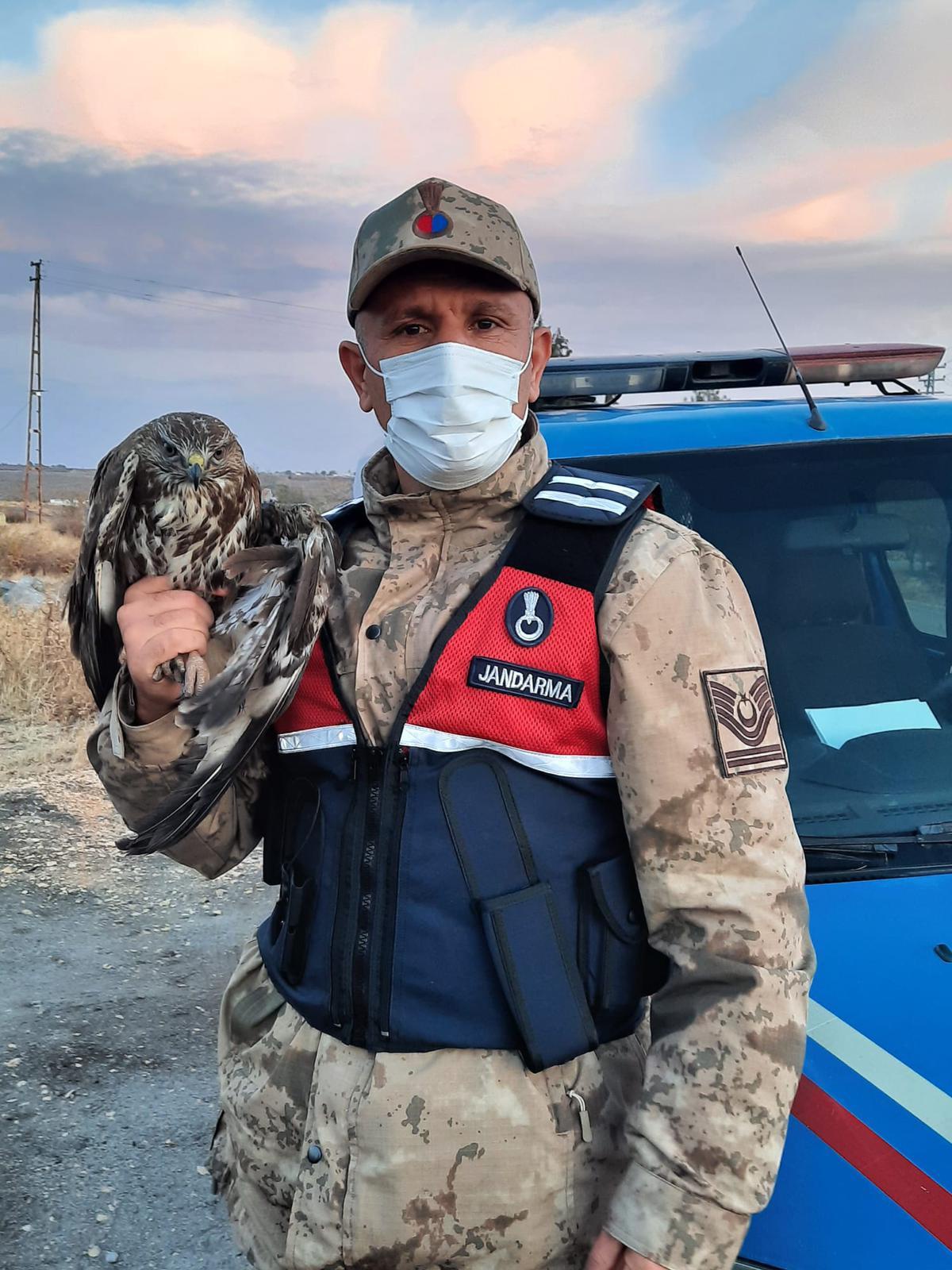 Kilis\'te yaralı şahin koruma altına alındı