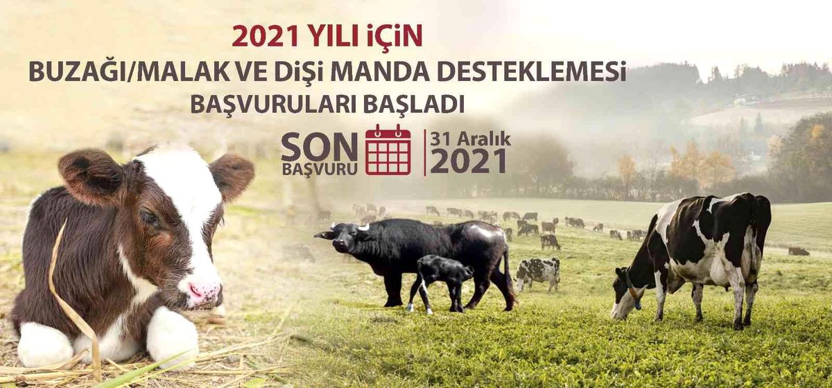 Malak ve dişi manda destekleme başvuruları başladı