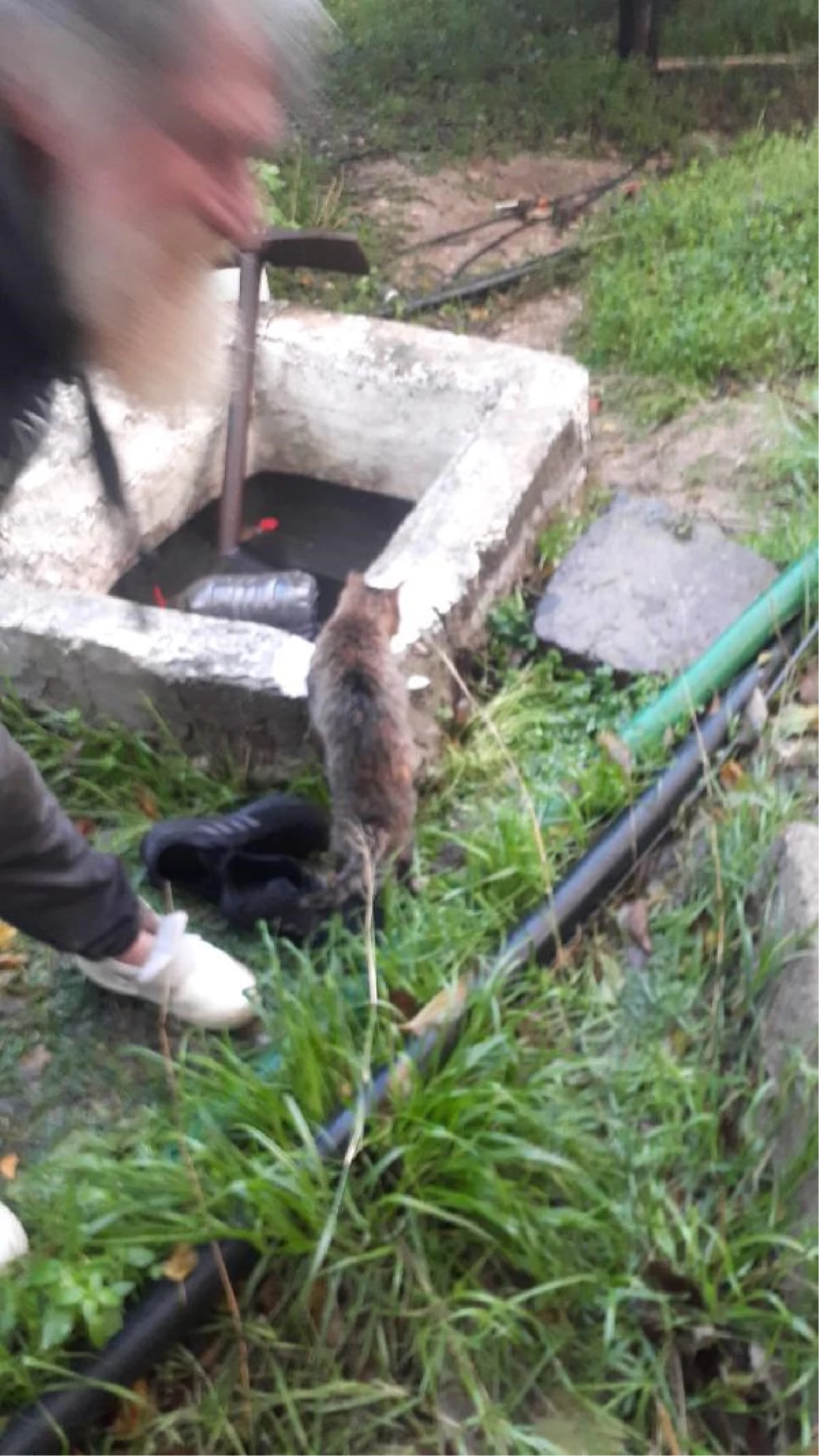 Mandalina bahçesinde su kuyusuna düşen kediyi itfaiye kurtardı