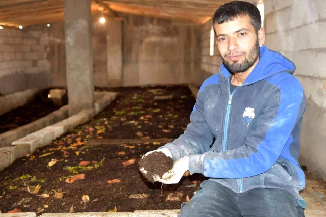 Siverekli genç girişimci, solucanlarla organik gübre üretiyor