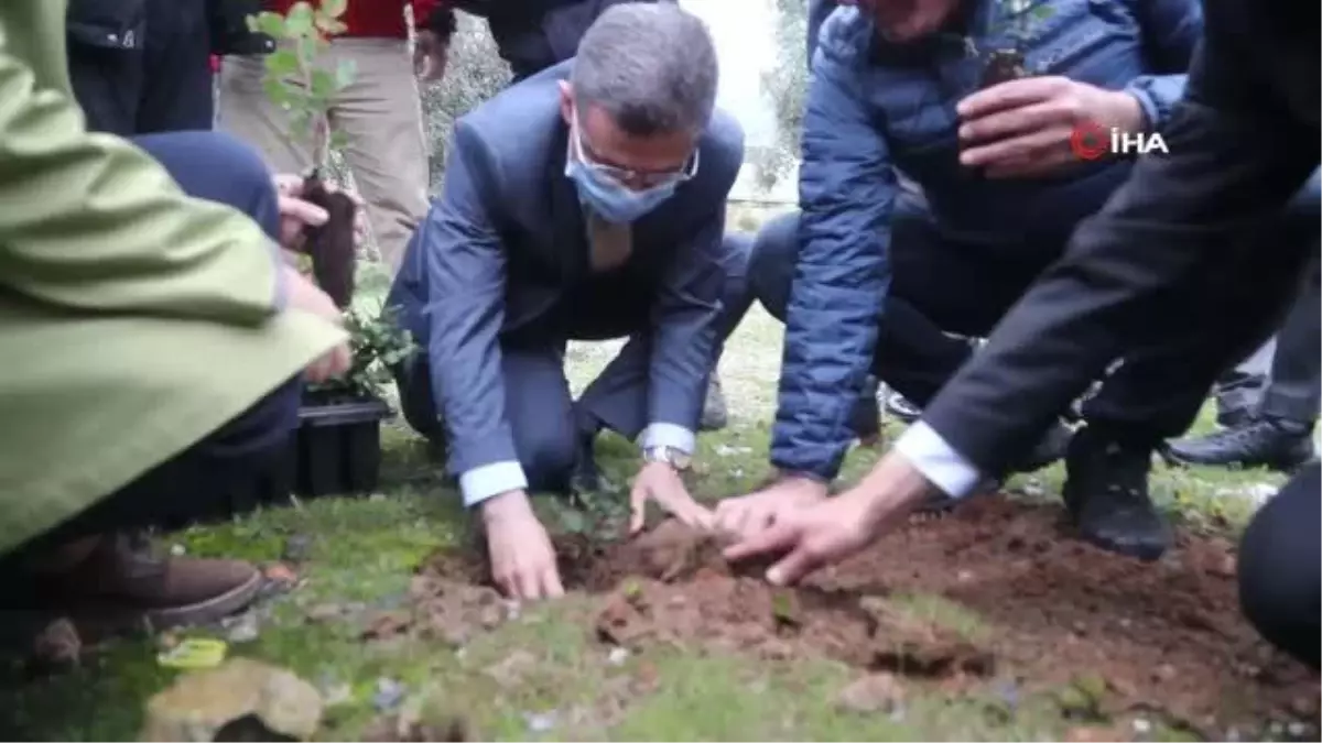 Üreticilere 20 bin adet keçiboynuzu fidanı dağıtıldı