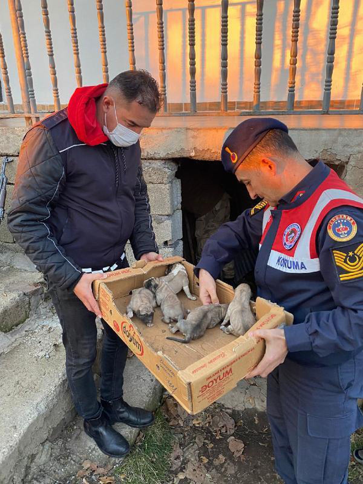 Son dakika haber: Bingöl\'de köpek ve yavrularını donmak üzereyken jandarma kurtardı