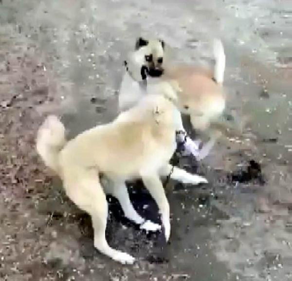 KÖPEK DÖVÜŞÜNE 2 BİN 400 LİRA CEZA