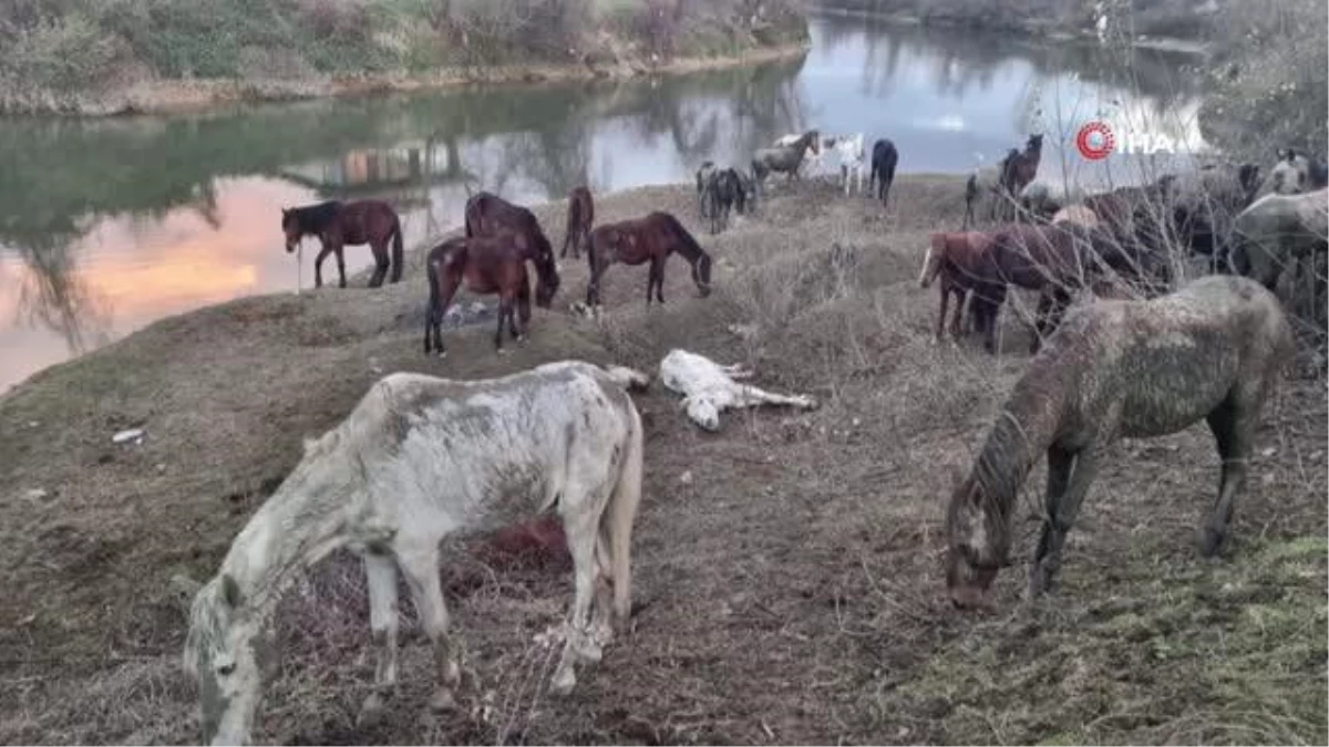 Nehir kenarında kesilmekten kurtarılan atlardan 4 tanesi telef oldu