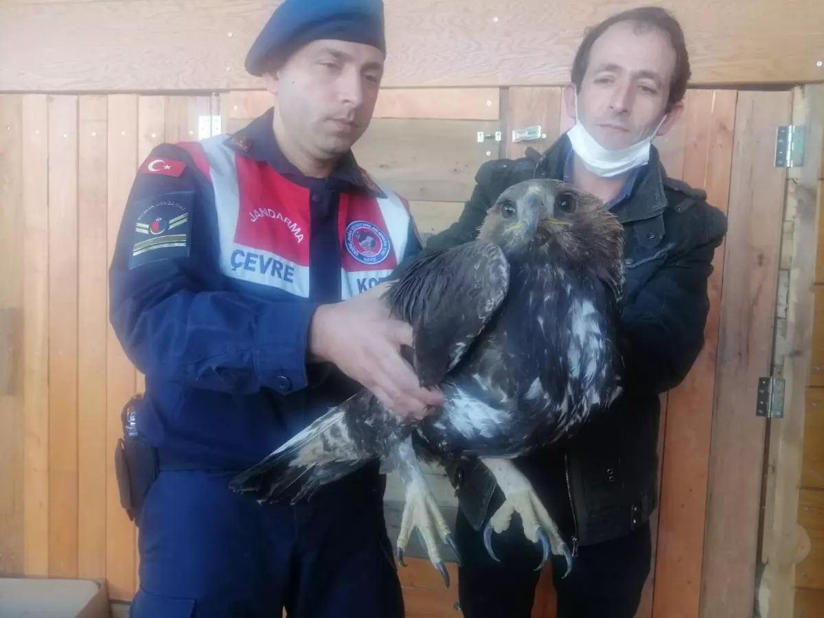 Son dakika haberi | Tokat\'ta jandarmanın bulduğu yaralı kartal tedavi altına alındı