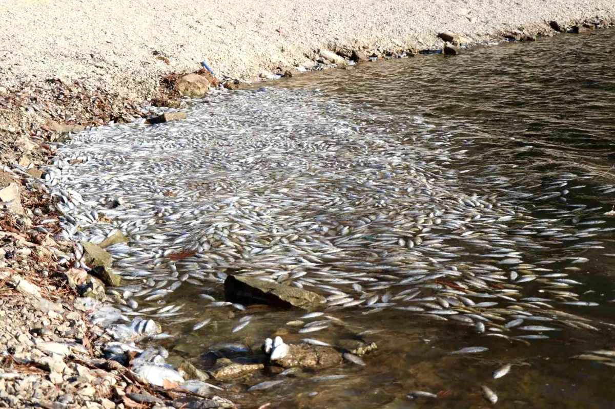 Bolu\'da yüzlerce ölü balık kıyıya vurdu