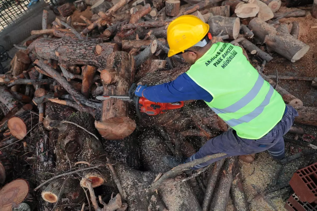 Budanan ağaçlar ihtiyaç sahiplerine yakacak oluyor