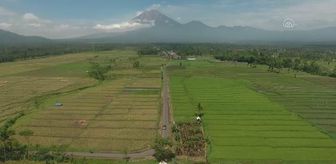 (DRONE) Semeru Yanardağı'nda volkanik hareketlilik devam ediyor