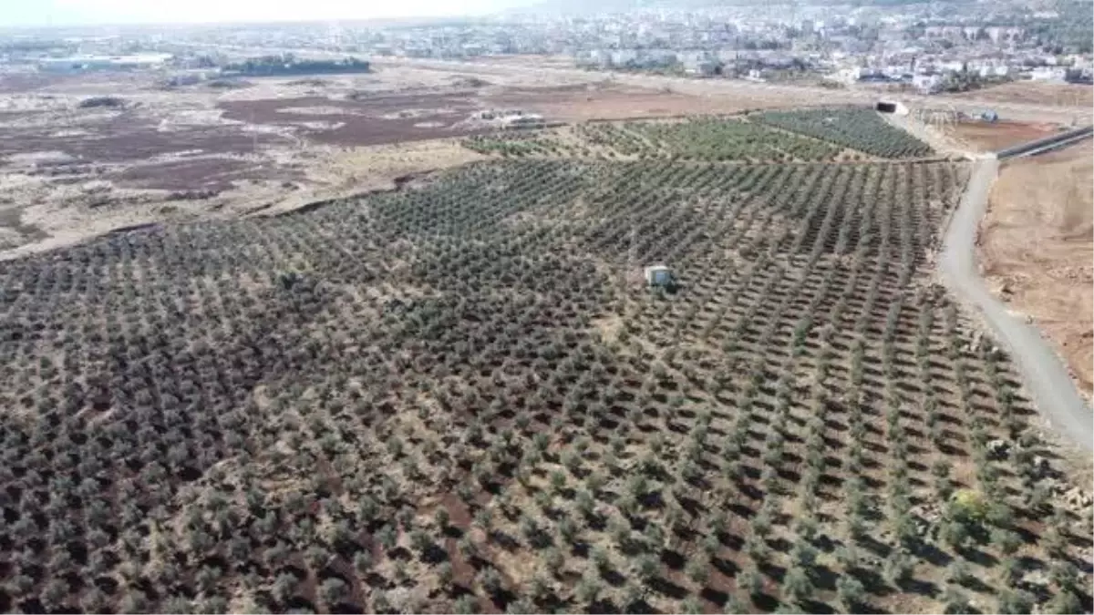 GAZİANTEP - Zeytin hasadı sürüyor