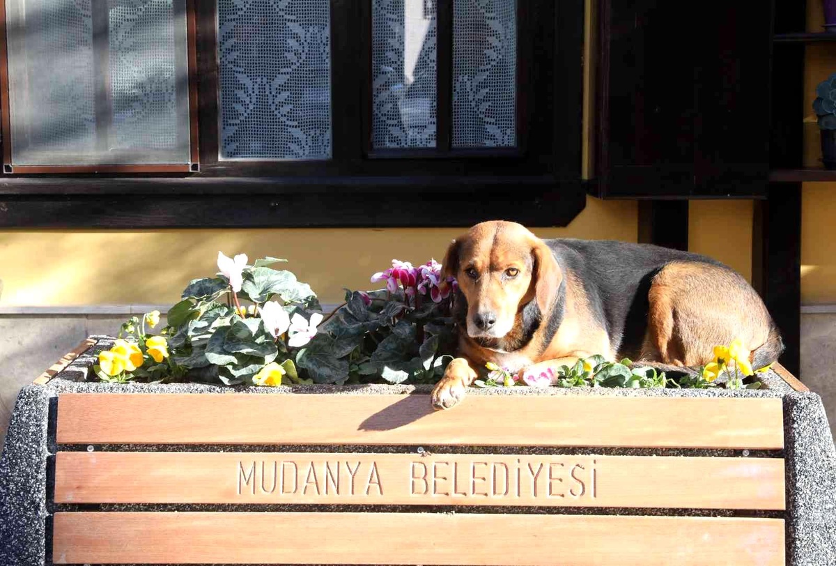 Girit Mahallesi peyzaj çalışmalarıyla renkleniyor