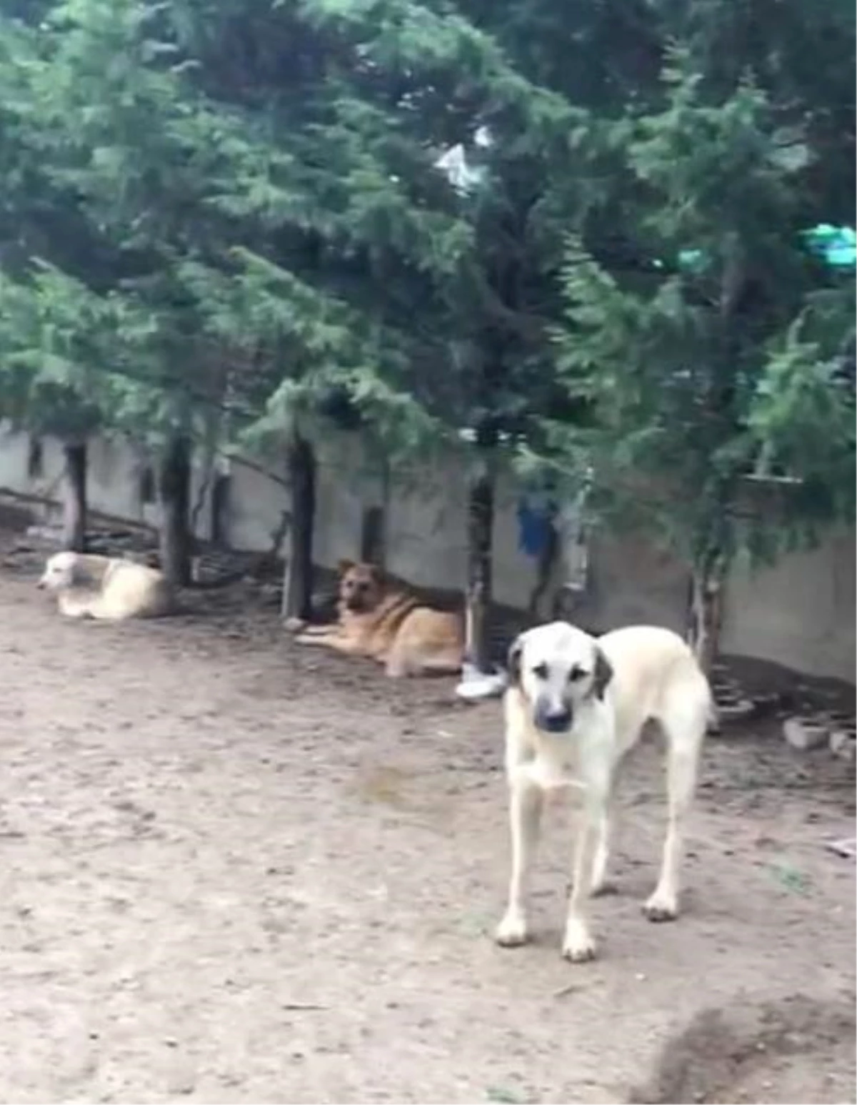 Konya\'da villada uygunsuz koşullarda tutulan 16 köpek korumaya alındı