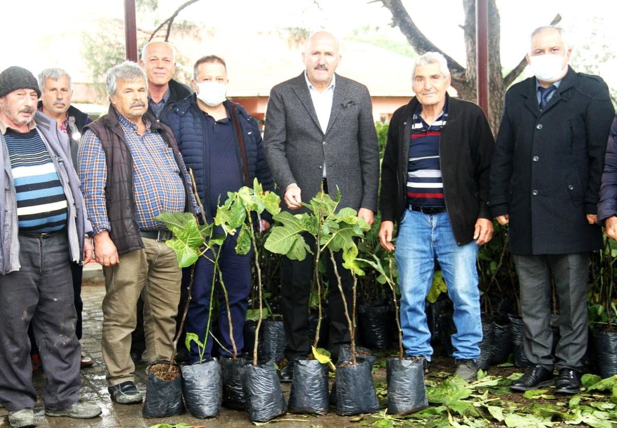 Kuyucak\'ta siyah incir yaygınlaşacak
