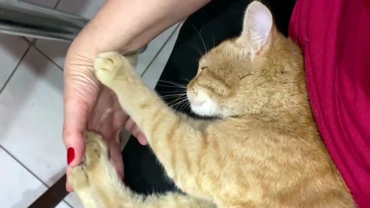 Ressam kadının sokaktan sahiplendiği kedi \'masör\' çıktı