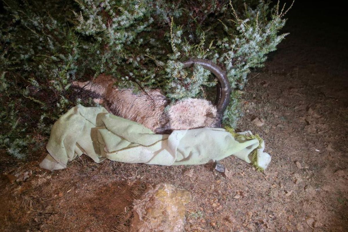Tunceli\'de yaban keçisi avlayan 2 kişiye 126 bin lira ceza kesildi