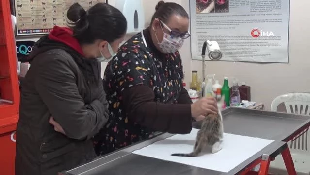 Veteriner Hekim Özge Altınay: İnsanlarda olduğu gibi kedilerde de görünen bir korona virüs vardır 