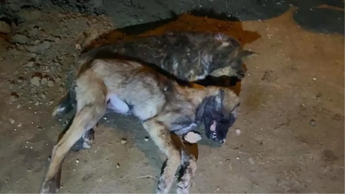 Son dakika! Afyonkarahisar'da 12 hayvanın ölümünde 'zehirlenme' şüphesi