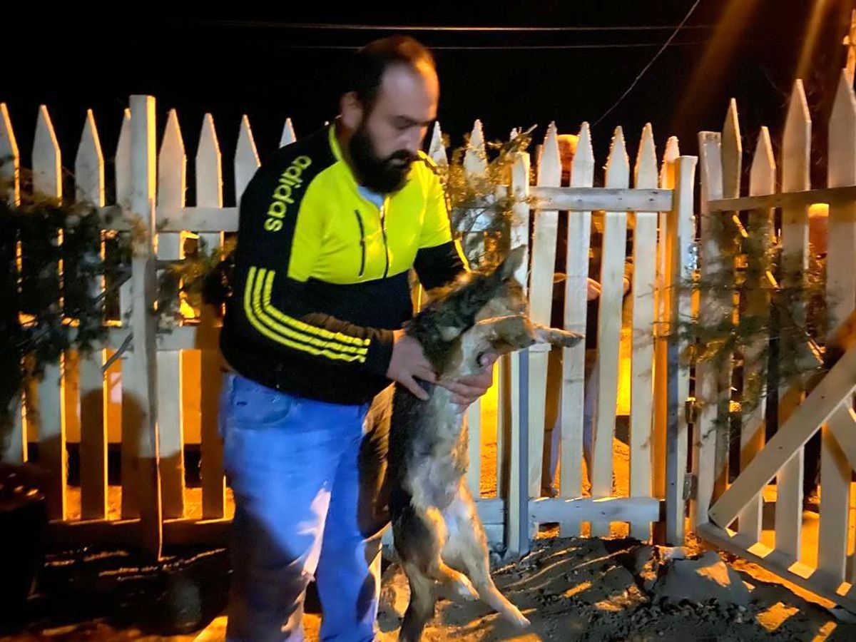 Afyonkarahisar\'da zehirli yiyecekler ile hayvan katliamı