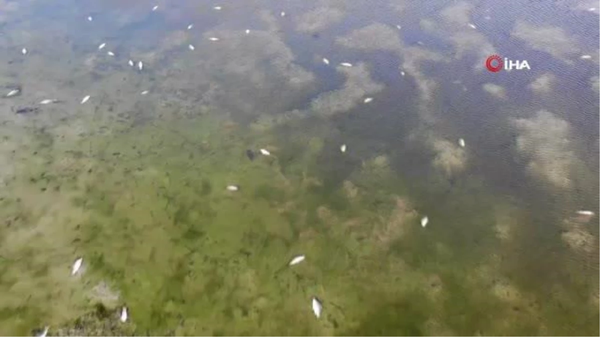 Bulduk Barajı Gölü\'nde binlerce balık telef oldu