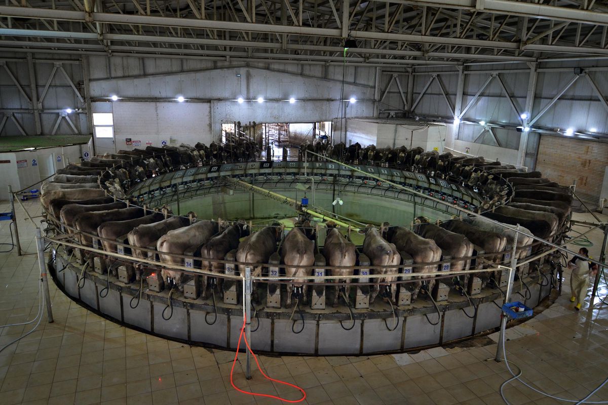 Dakikada 5 ineğin el değmeden sağıldığı TİGEM Gözlü\'de günlük 35 ton süt üretiliyor