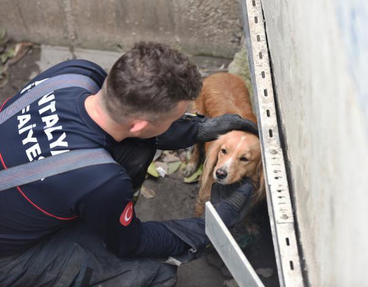 Son Dakika | Drenaj kanalından itfaiyecilerin kurtardığı köpeği sahiplendi