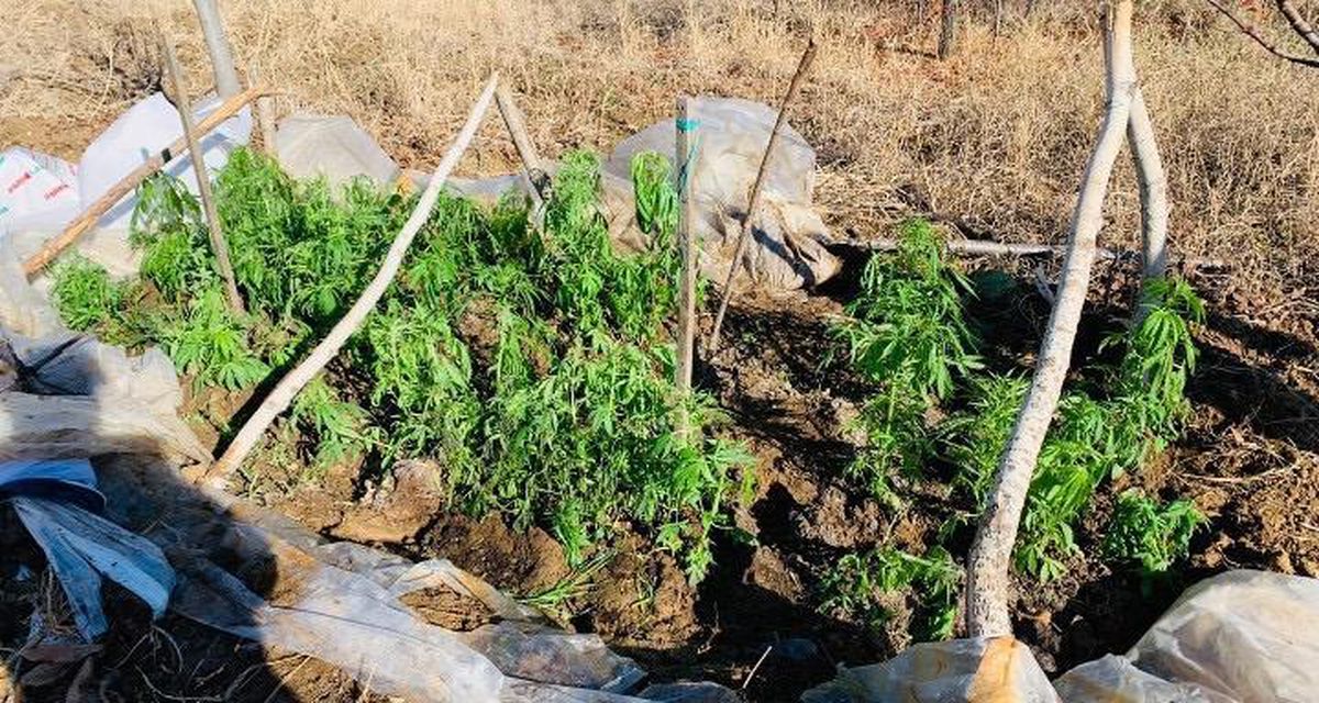 Elazığ\'da serada 241 kök Hint keneviri yetiştiren şüpheli yakalandı